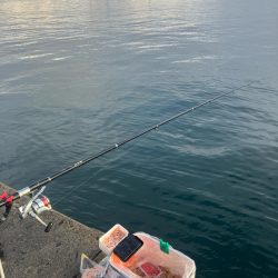 カゴ釣りで尺アジ