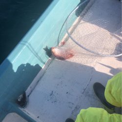 12/10 伊島沖ジギング