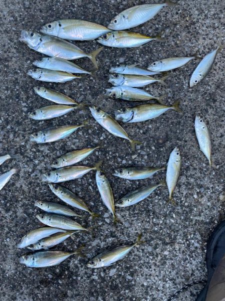 アジングとサビキ