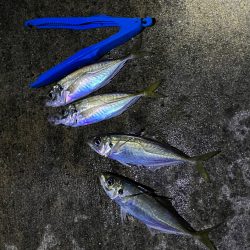 ガシラ、大アジ 釣れました