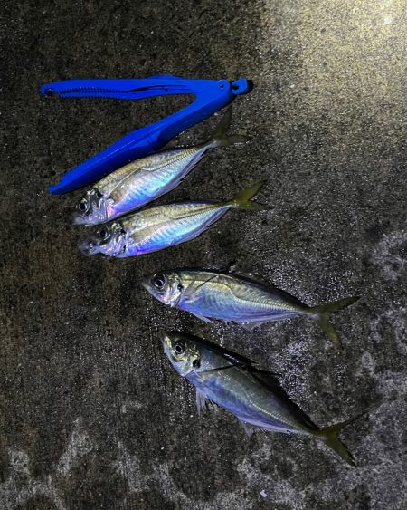 ガシラ、大アジ 釣れました