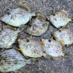 ショート五目カワハギ便