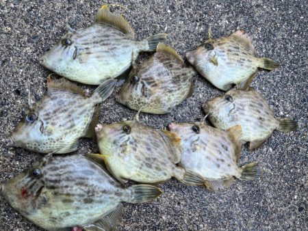 ショート五目カワハギ便