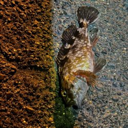 冬の朝のライトゲーム