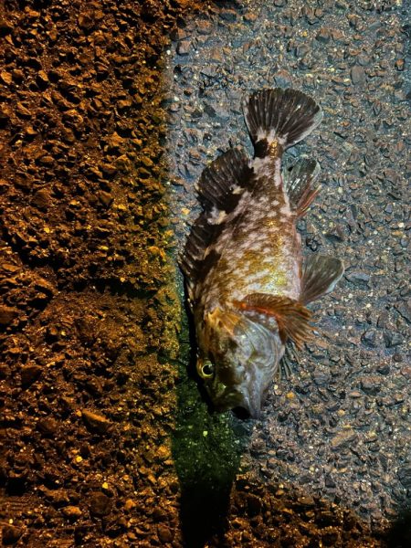 冬の朝のライトゲーム