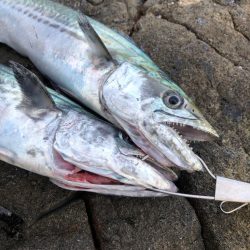 サゴシが食べたくて