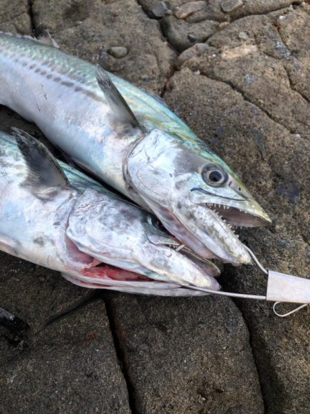 サゴシが食べたくて