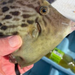 相模湾でのカワハギ