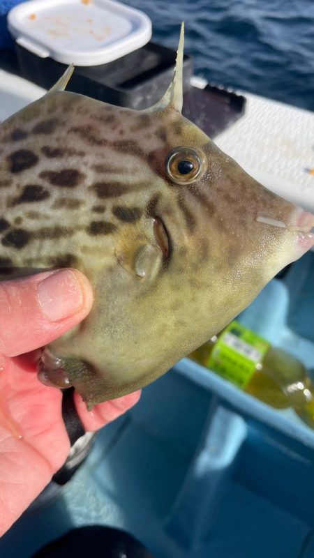 相模湾でのカワハギ