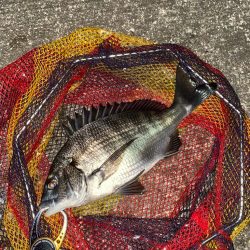 ヘチってきました