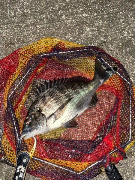 ヘチってきました