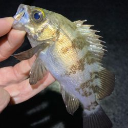 ライトゲームでアジ、メバル、ガシラ