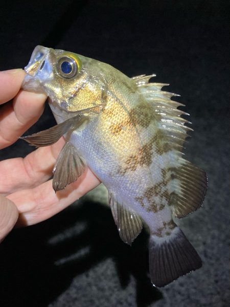 ライトゲームでアジ、メバル、ガシラ