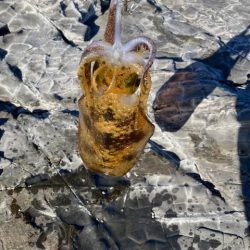 エギング納め。執念の2杯。