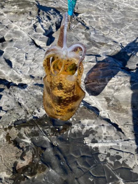 エギング納め。執念の2杯。