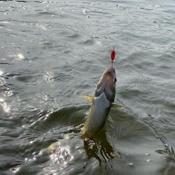 かめプー　エリアトラウト