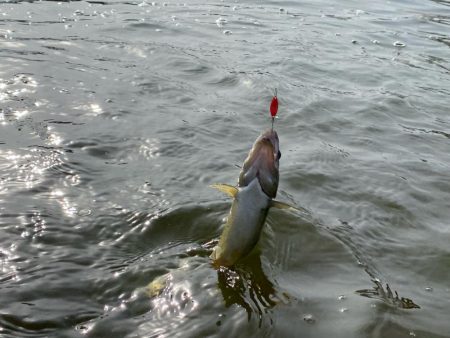 かめプー　エリアトラウト