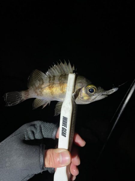 ライトゲーム🎣