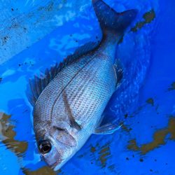 金谷沖、カワハギ