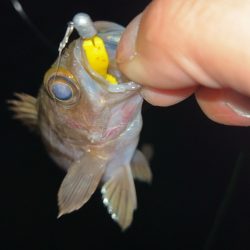 釣り納めメバリング♪