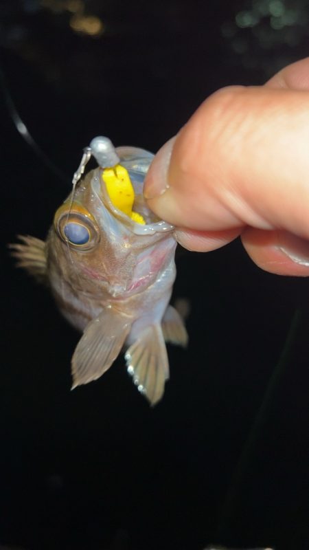 釣り納めメバリング♪