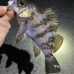 年末メバリング