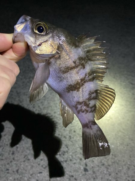 年末メバリング