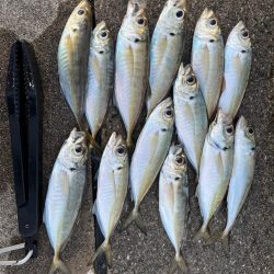 大アジ よく釣れます