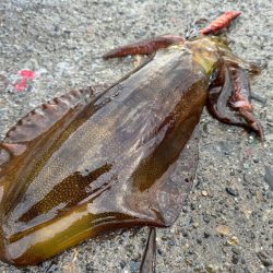 釣り納めになっちゃったぁ