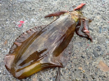 釣り納めになっちゃったぁ