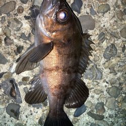 2023ライトゲーム最終戦（第50戦）