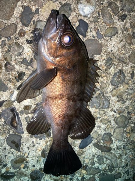 2023ライトゲーム最終戦（第50戦）