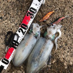 ボウス覚悟からの……