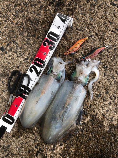 ボウス覚悟からの……