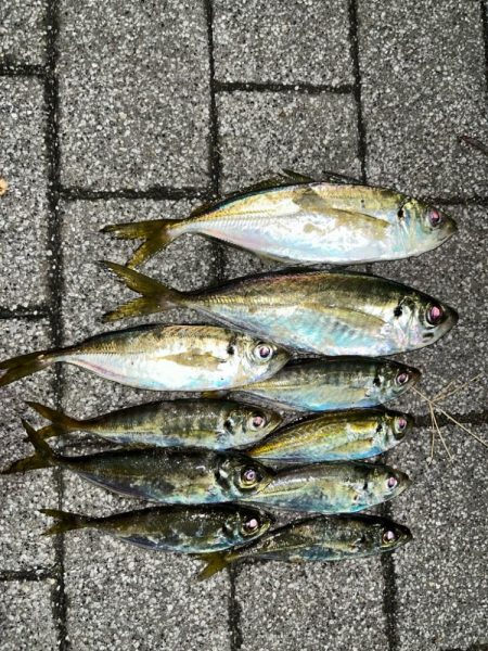 寒波到来？アジング