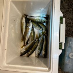 とにかくアジを釣りたくて