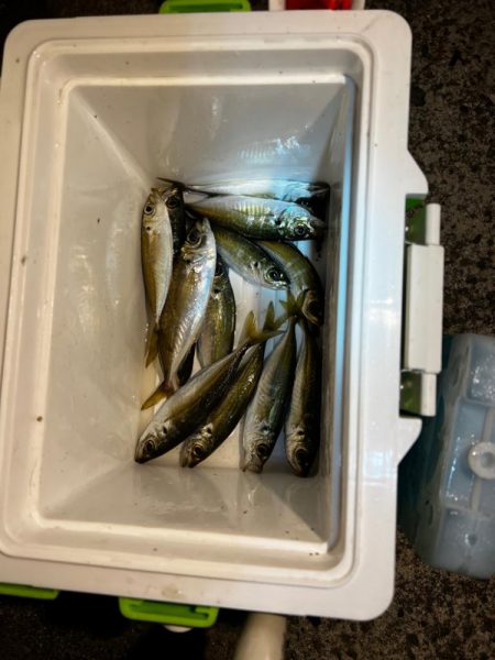 とにかくアジを釣りたくて