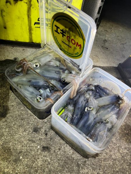 プチ1091ヒイカ釣り(^^)／