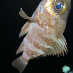 短時間メバリング