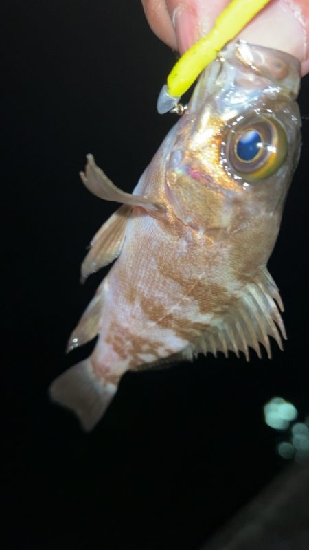 短時間メバリング