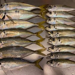 フロートアジングで数釣り