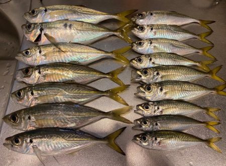 フロートアジングで数釣り