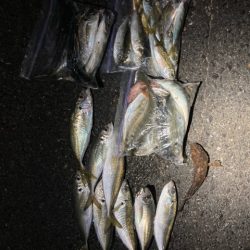 メバリング、アジング