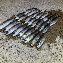 良型は釣れないが豆アジなら無限モードです！