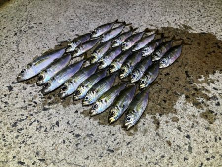 良型は釣れないが豆アジなら無限モードです！