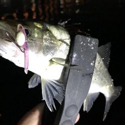 中アジ再度確認