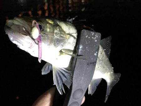 中アジ再度確認