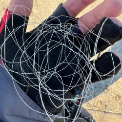 清掃活動:12月も懲りずにエギングで何とか…