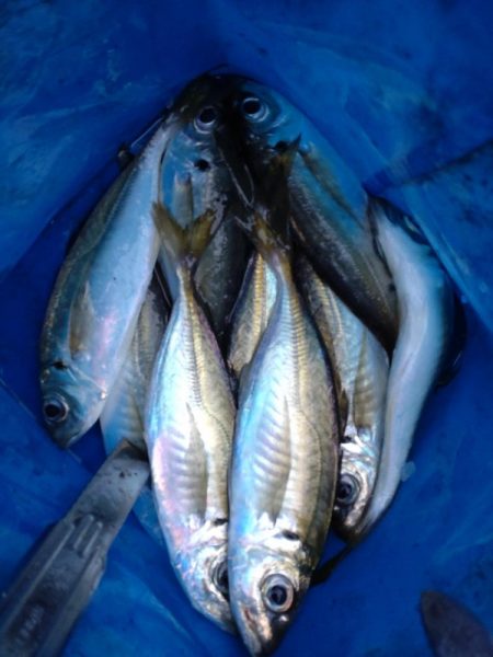 アジ、サゴシ、タチウオ、シマガツオ（おと）