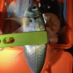 メバリング、アジング